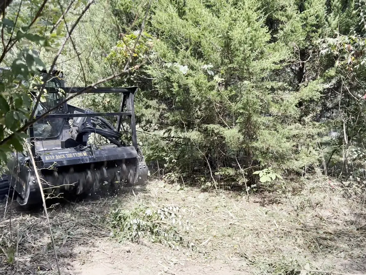 Forestry mulcher working a cedar thicket with cleared ground in the foreground