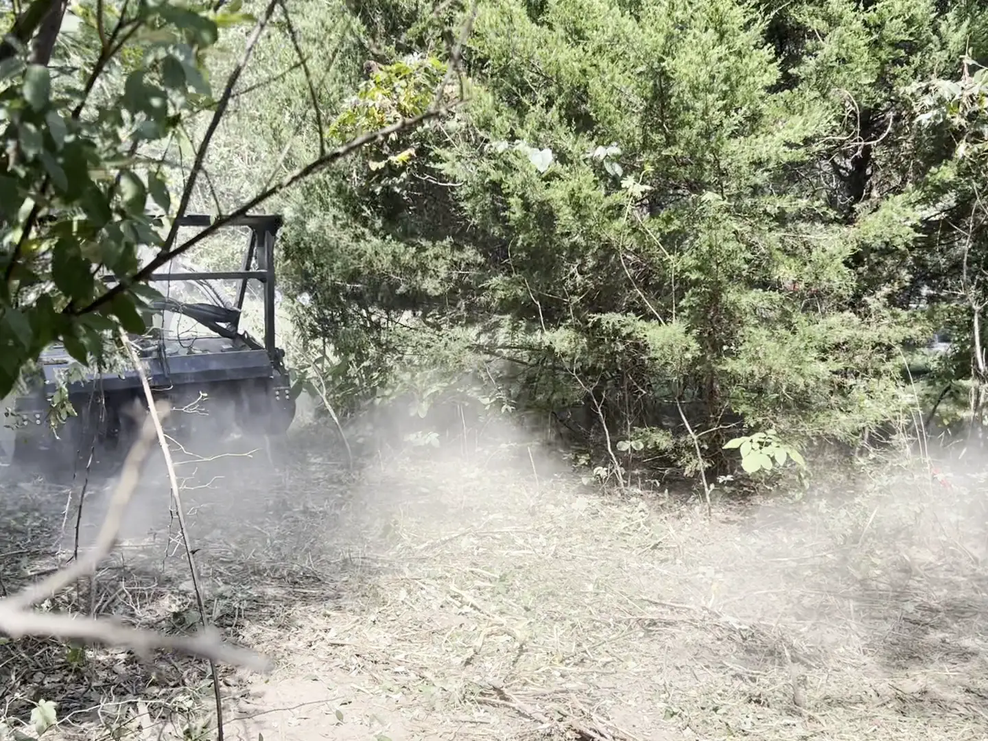 Mulching head pushing into a stand of eastern red cedar