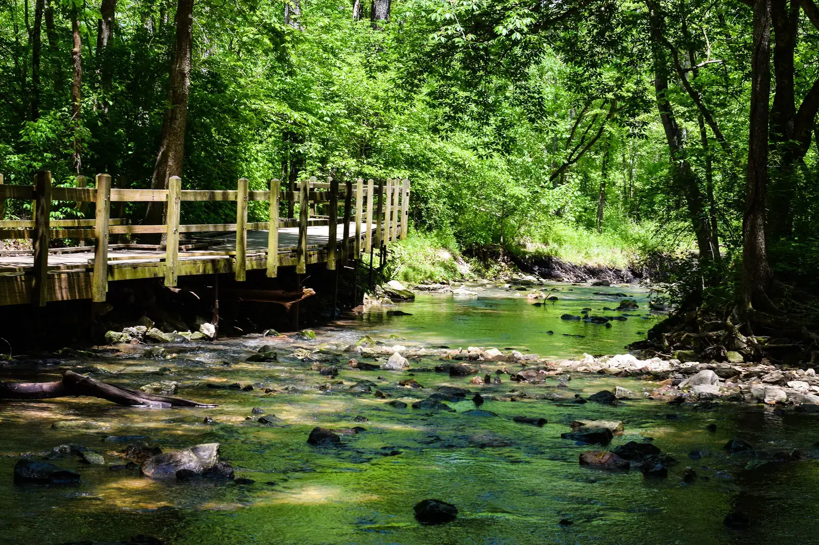 Boardwalk over a spring-fed creek at Rock Bridge Memorial State Park in Boone County, MO